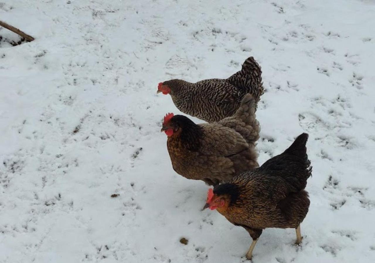 Appartamento Am Balkon Des Erzgebirges Bernsbach Esterno foto